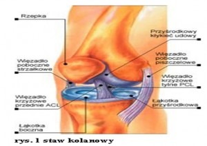 staw kolanowy